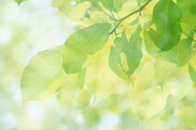 宇宙人の生命観